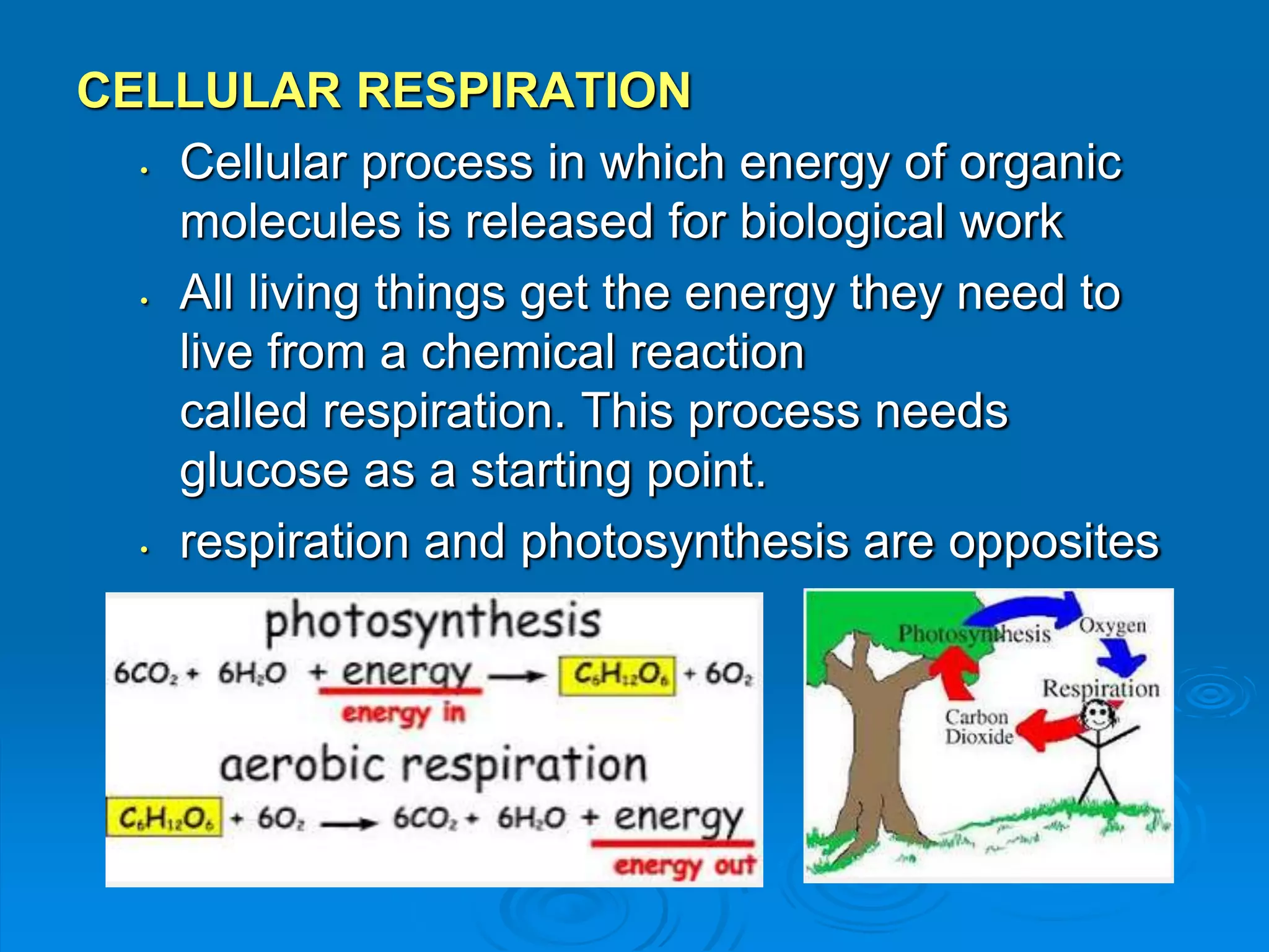 CELLULAR RESPIRATION 
• Cellular process in which energy of organic 
molecules is released for biological work 
• All living things get the energy they need to 
live from a chemical reaction 
called respiration. This process needs 
glucose as a starting point. 
• respiration and photosynthesis are opposites 
 