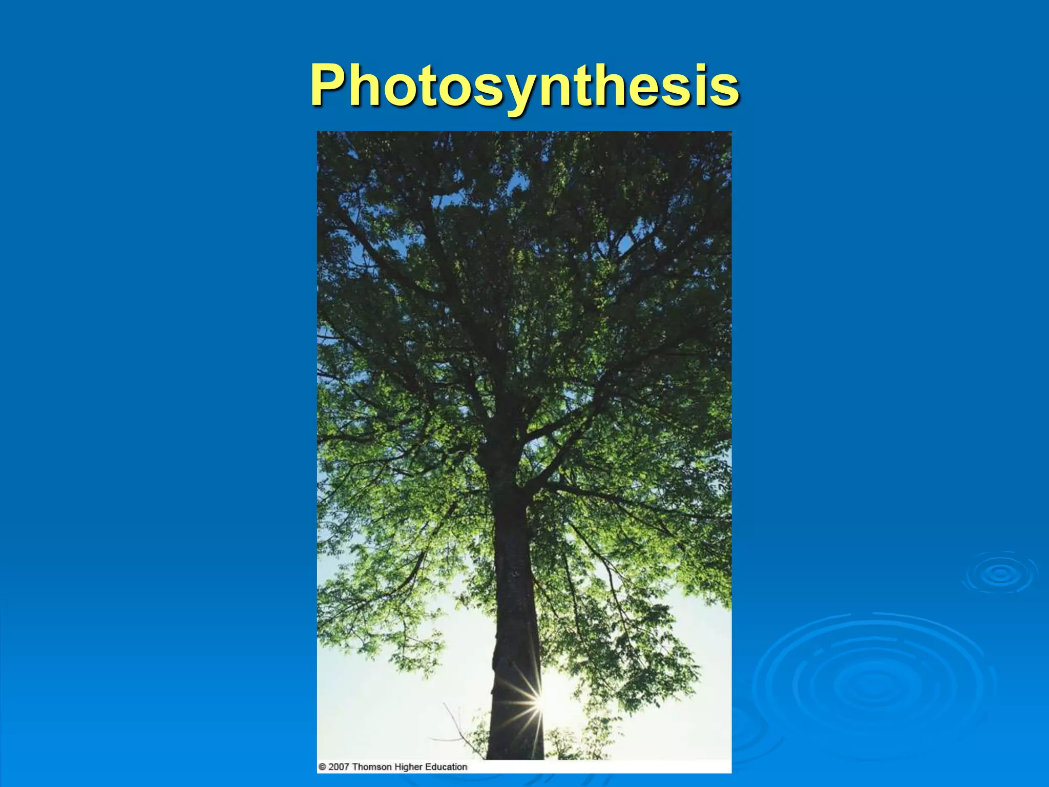 Photosynthesis 
 