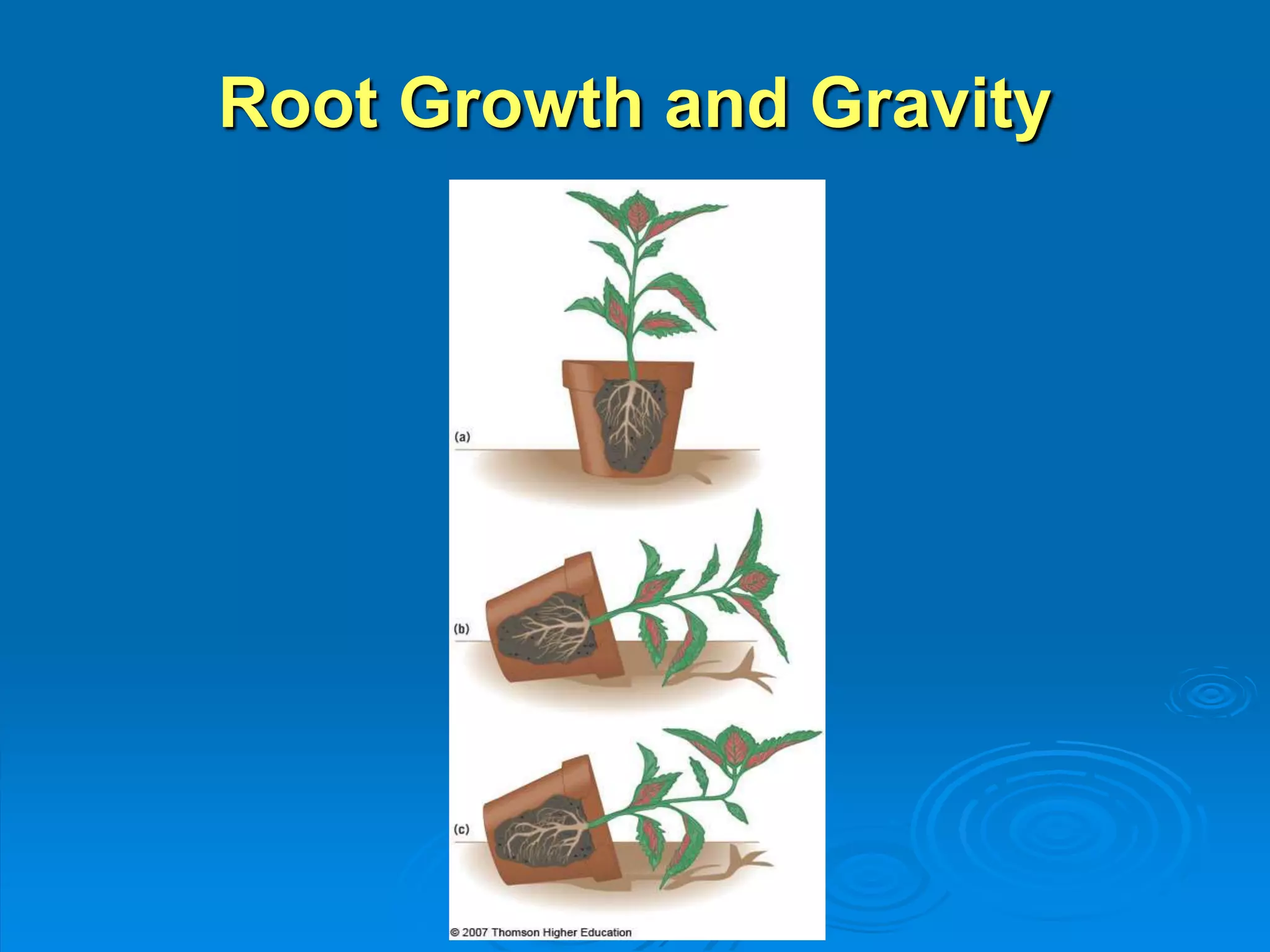Root Growth and Gravity 
 