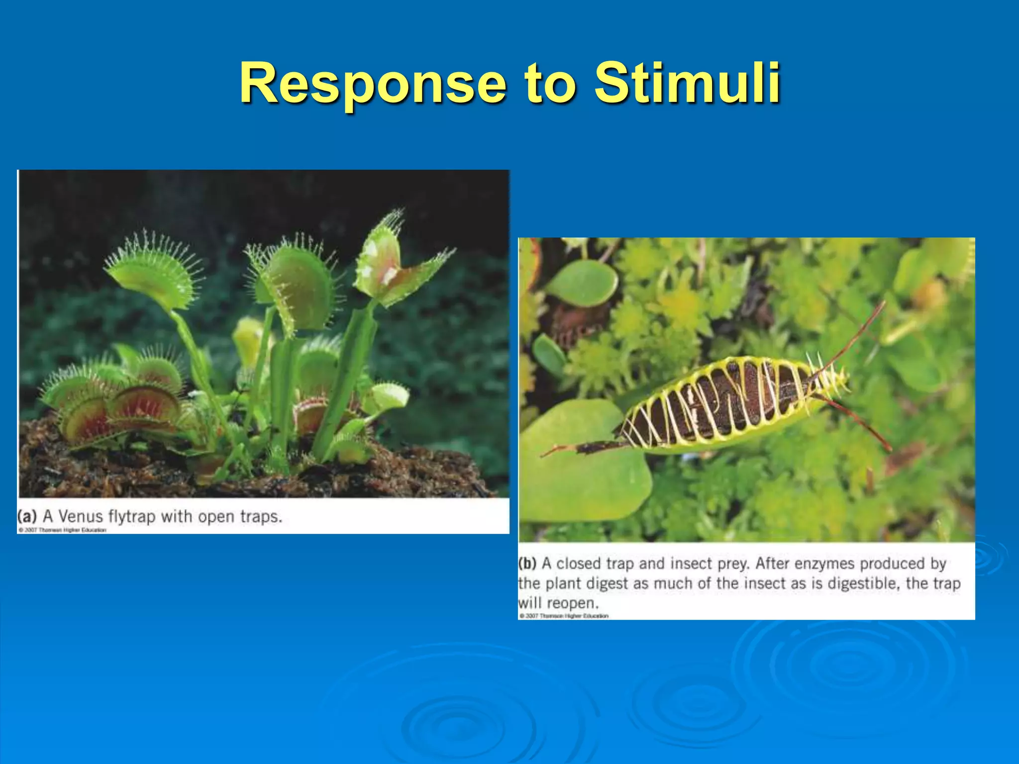 Response to Stimuli 
 