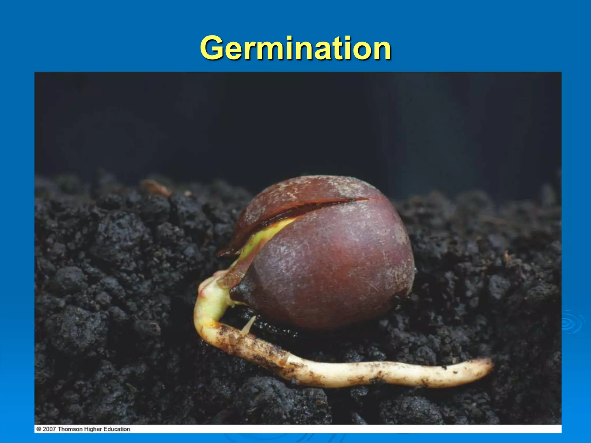 Germination 
 