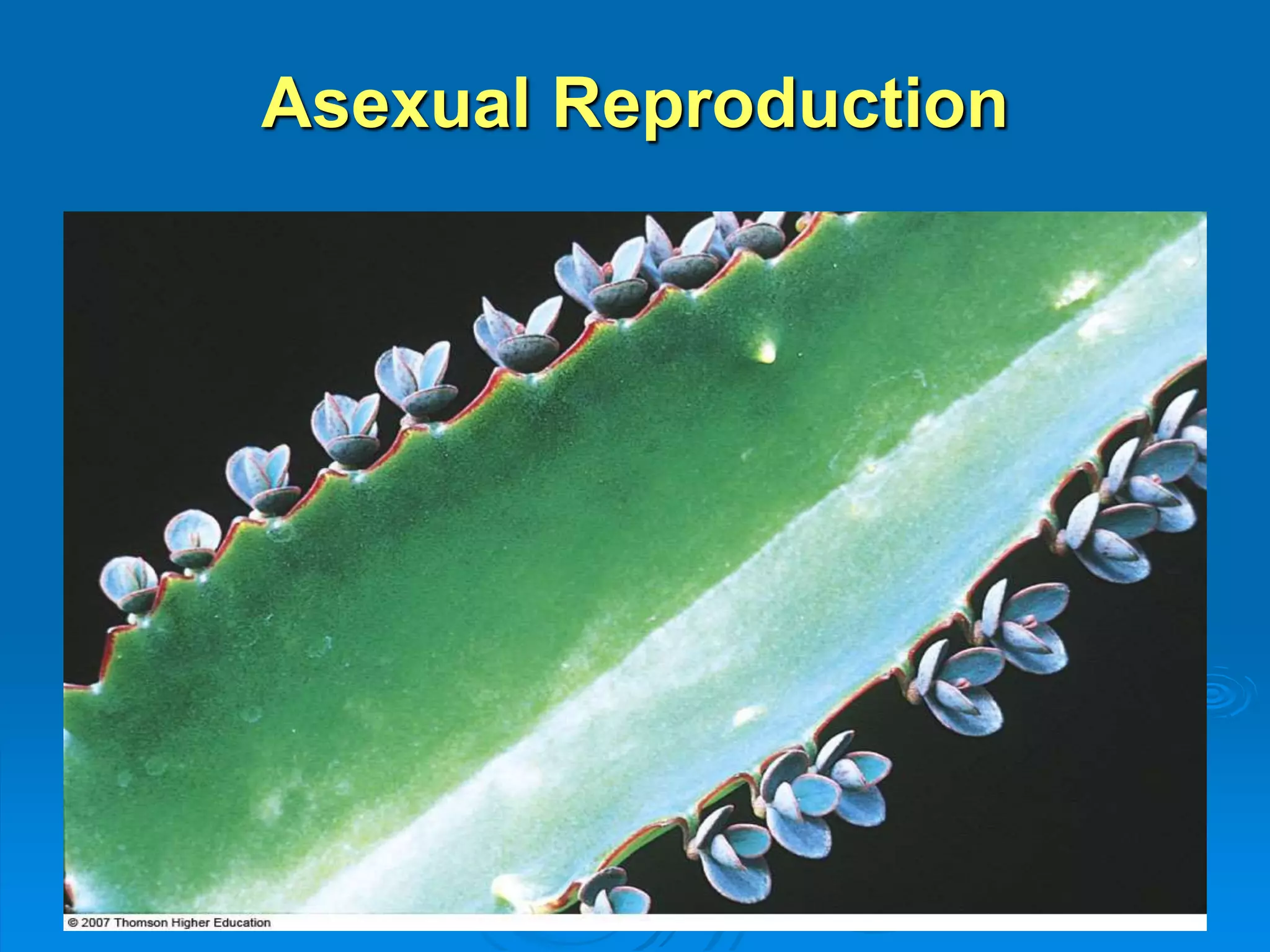 Asexual Reproduction 
 