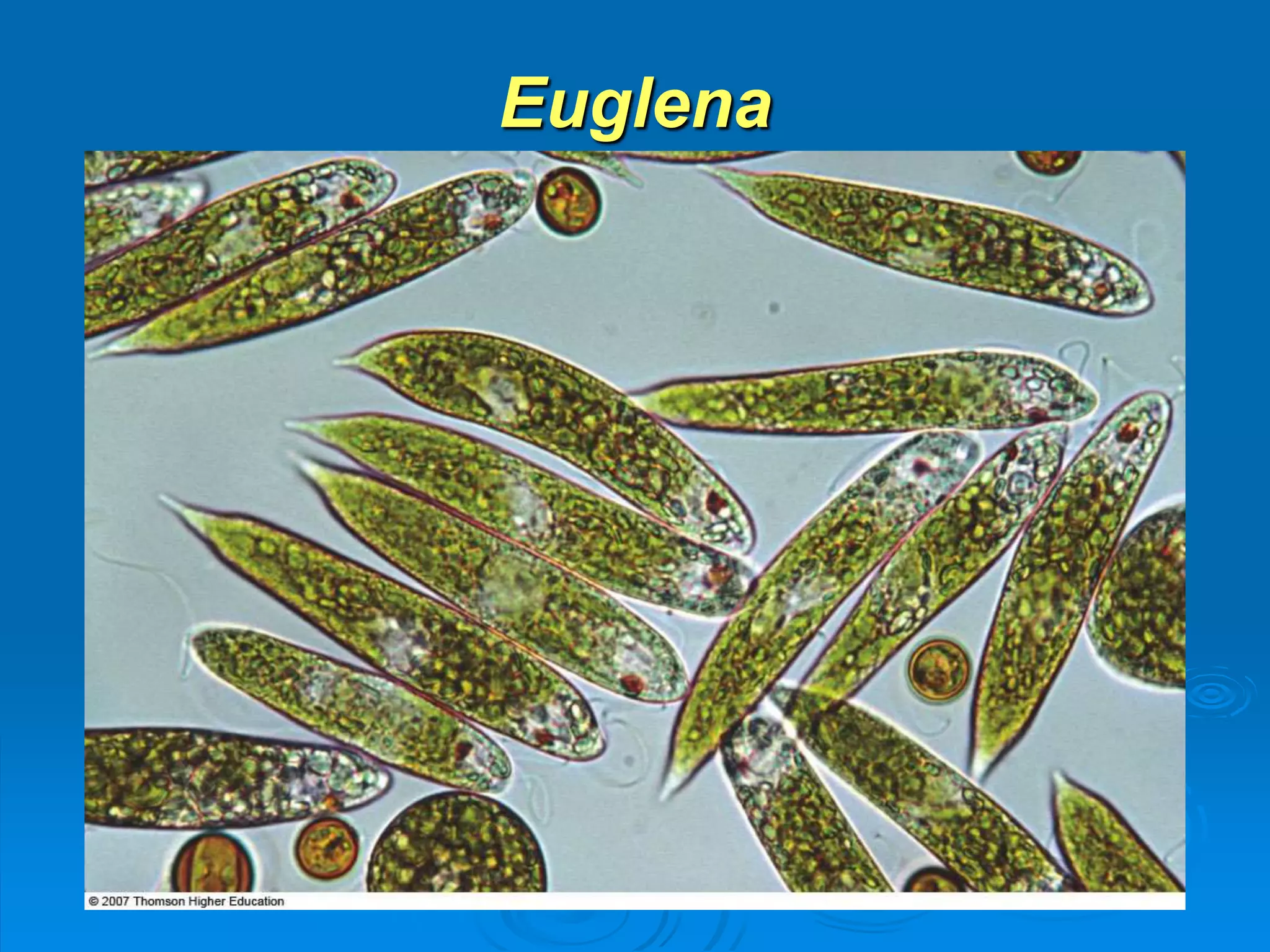 Euglena 
 