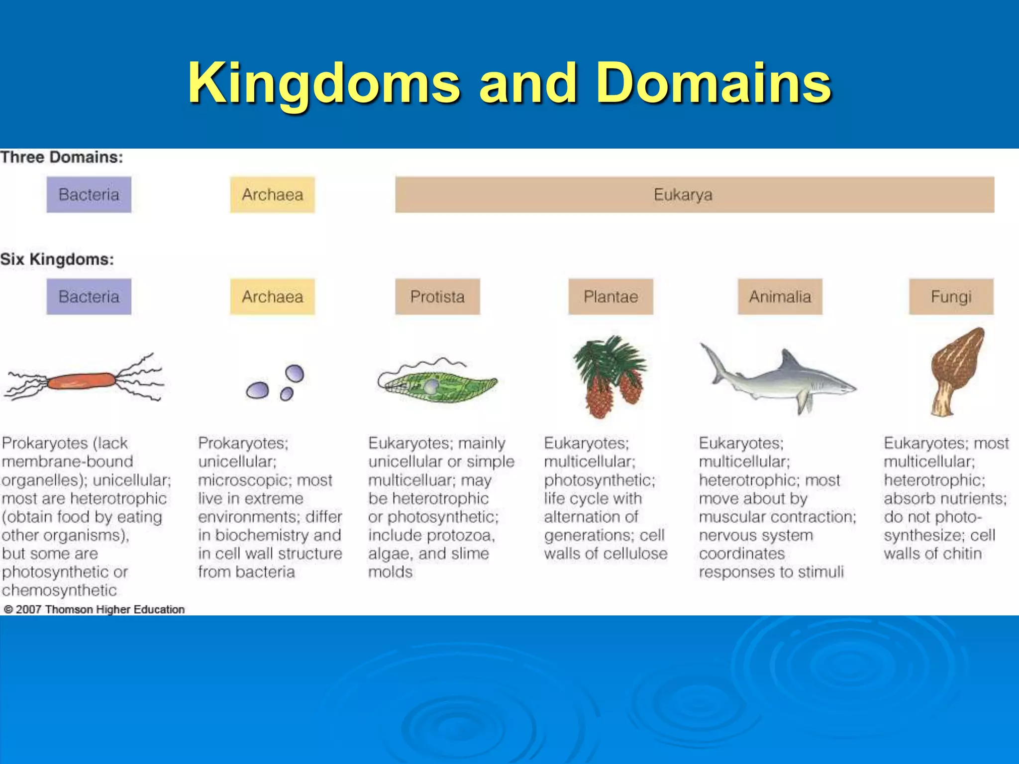 Kingdoms and Domains 
 