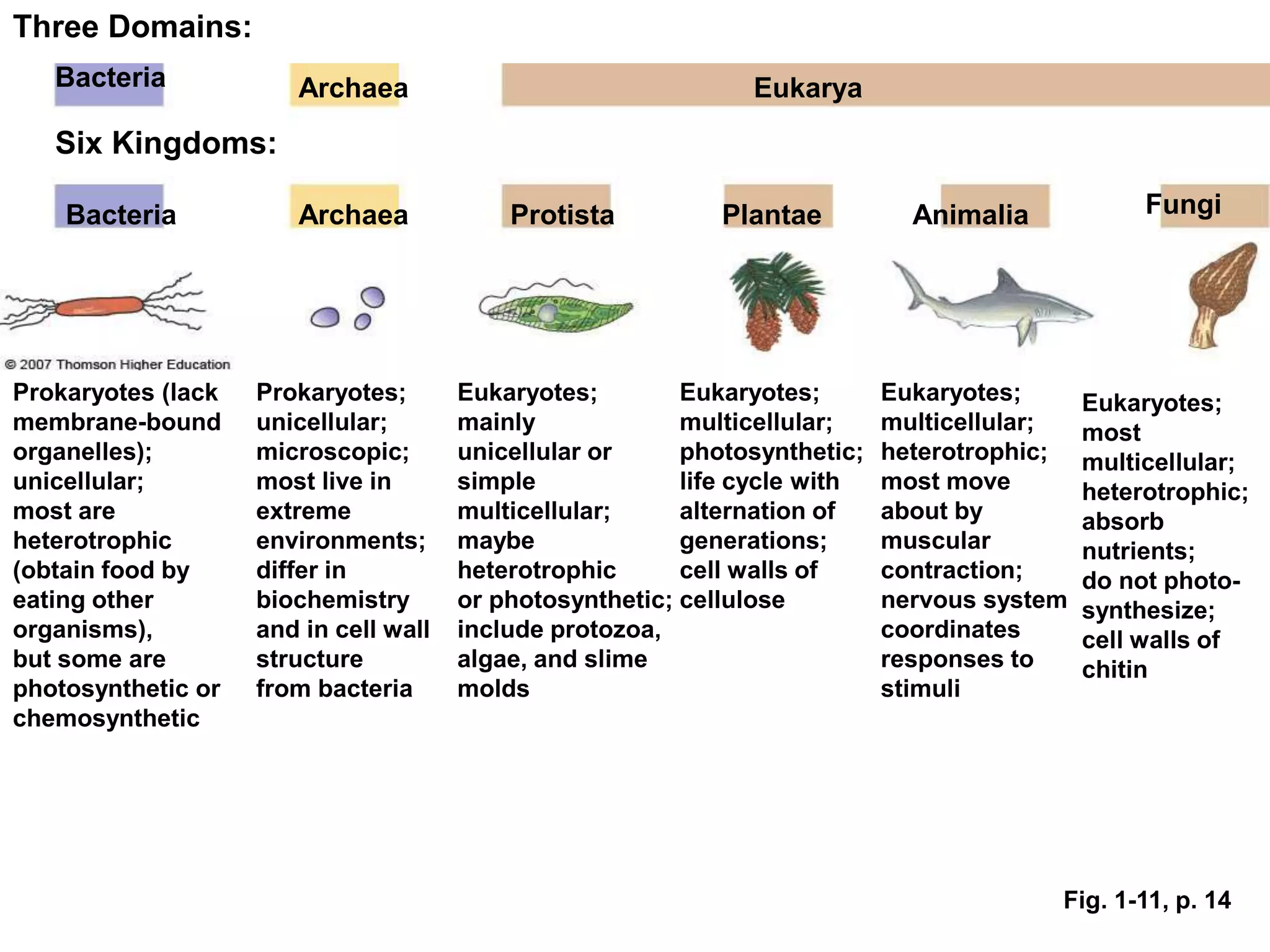 Three Domains: 
Bacteria Archaea Eukarya 
Six Kingdoms: 
Bacteria Archaea Protista Plantae Animalia Fungi 
Prokaryotes (lack 
membrane-bound 
organelles); 
unicellular; 
most are 
heterotrophic 
(obtain food by 
eating other 
organisms), 
but some are 
photosynthetic or 
chemosynthetic 
Prokaryotes; 
unicellular; 
microscopic; 
most live in 
extreme 
environments; 
differ in 
biochemistry 
and in cell wall 
structure 
from bacteria 
Eukaryotes; 
mainly 
unicellular or 
simple 
multicellular; 
maybe 
heterotrophic 
or photosynthetic; 
include protozoa, 
algae, and slime 
molds 
Eukaryotes; 
multicellular; 
photosynthetic; 
life cycle with 
alternation of 
generations; 
cell walls of 
cellulose 
Eukaryotes; 
multicellular; 
heterotrophic; 
most move 
about by 
muscular 
contraction; 
nervous system 
coordinates 
responses to 
stimuli 
Eukaryotes; 
most 
multicellular; 
heterotrophic; 
absorb 
nutrients; 
do not photo-synthesize; 
cell walls of 
chitin 
Fig. 1-11, p. 14 
 