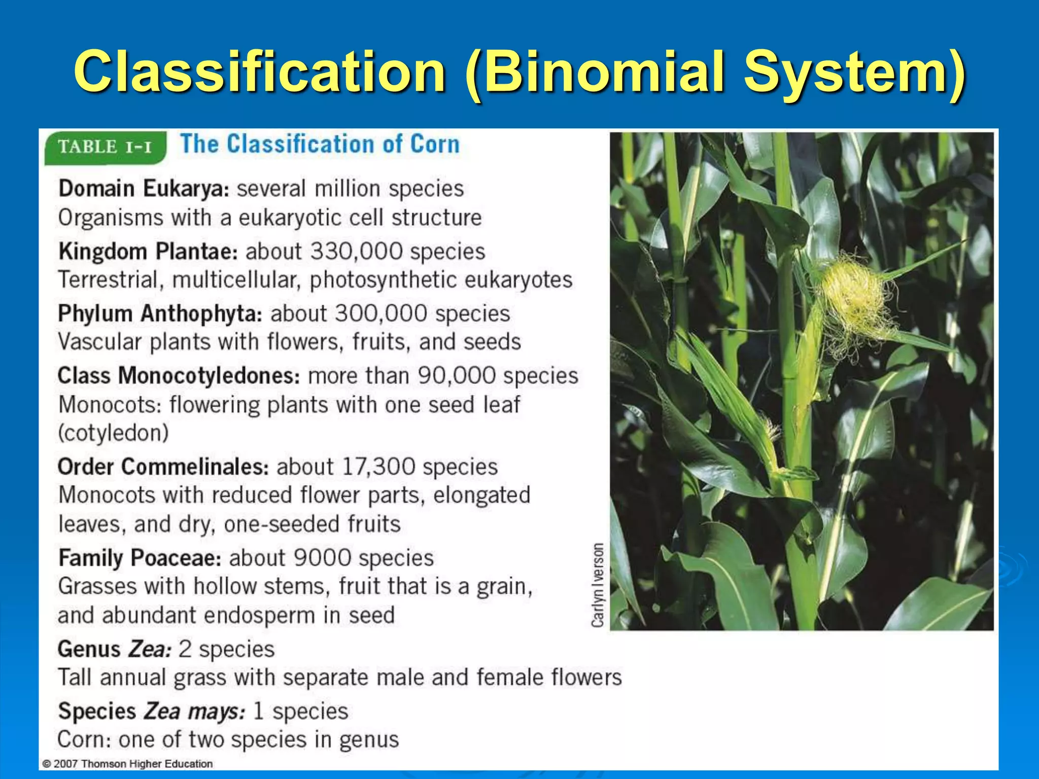 Classification (Binomial System) 
 