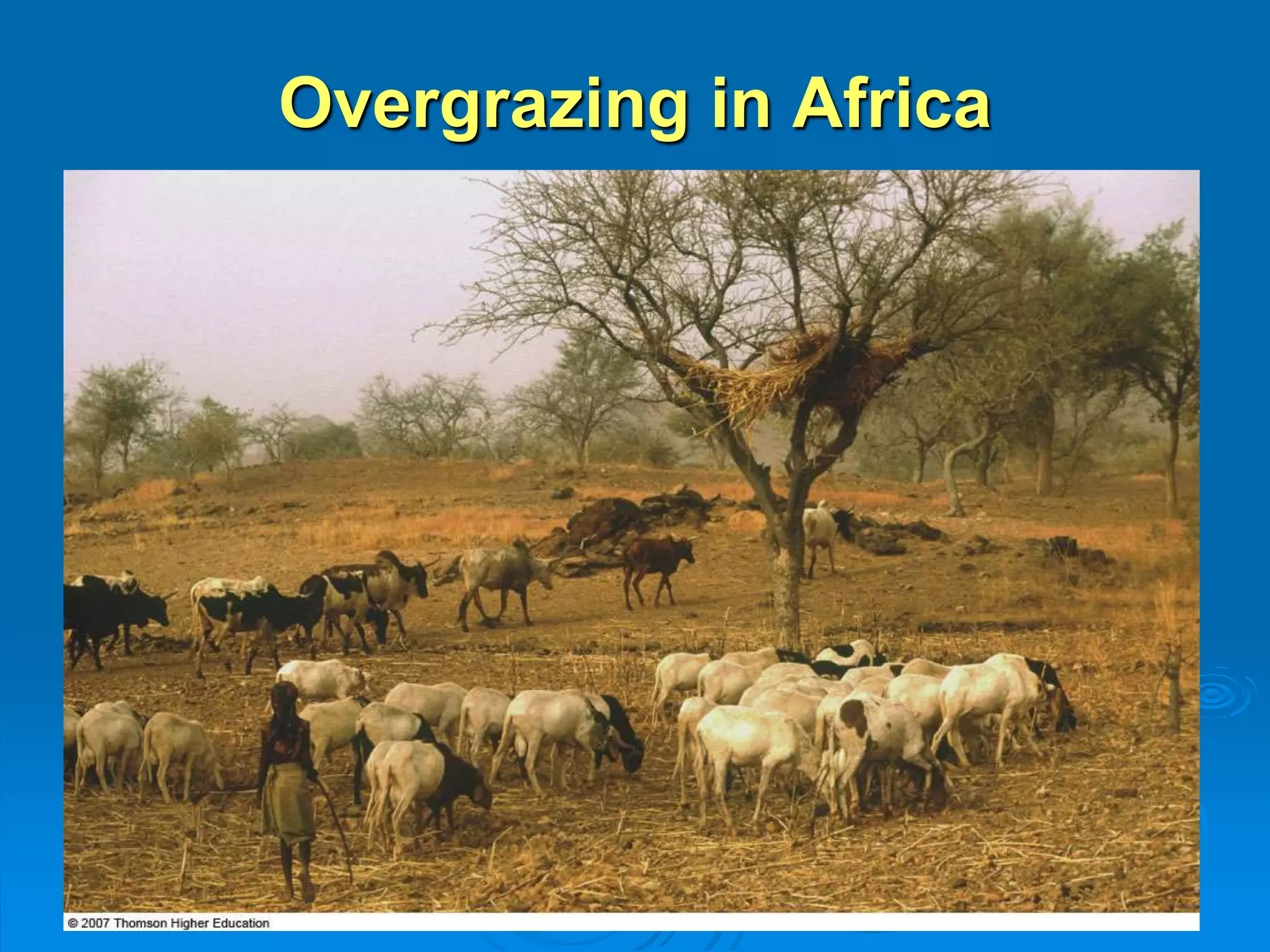 Overgrazing in Africa 
 