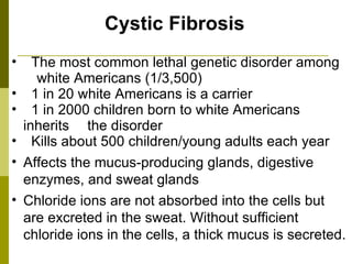 Cystic Fibrosis The most common lethal genetic disorder among  white Americans (1/3,500) 1 in 20 white Americans is a carrier 1 in 2000 children born to white Americans inherits  the disorder Kills about 500 children/young adults each year Affects the mucus-producing glands, digestive enzymes, and sweat glands  Chloride ions are not absorbed into the cells but are excreted in the sweat. Without sufficient chloride ions in the cells, a thick mucus is secreted.  