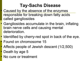Tay-Sachs Disease Caused by the absence of the enzymes responsible for breaking down fatty acids called gangliosides  Gangliosides accumulate in the brain, inflating brain nerve cells and causing mental deterioration.  Identified by cherry-red spot in back of the eye. Found on chromosome 15 Affects people of Jewish descent (1/2,500) Death by age 5 No cure or treatment 