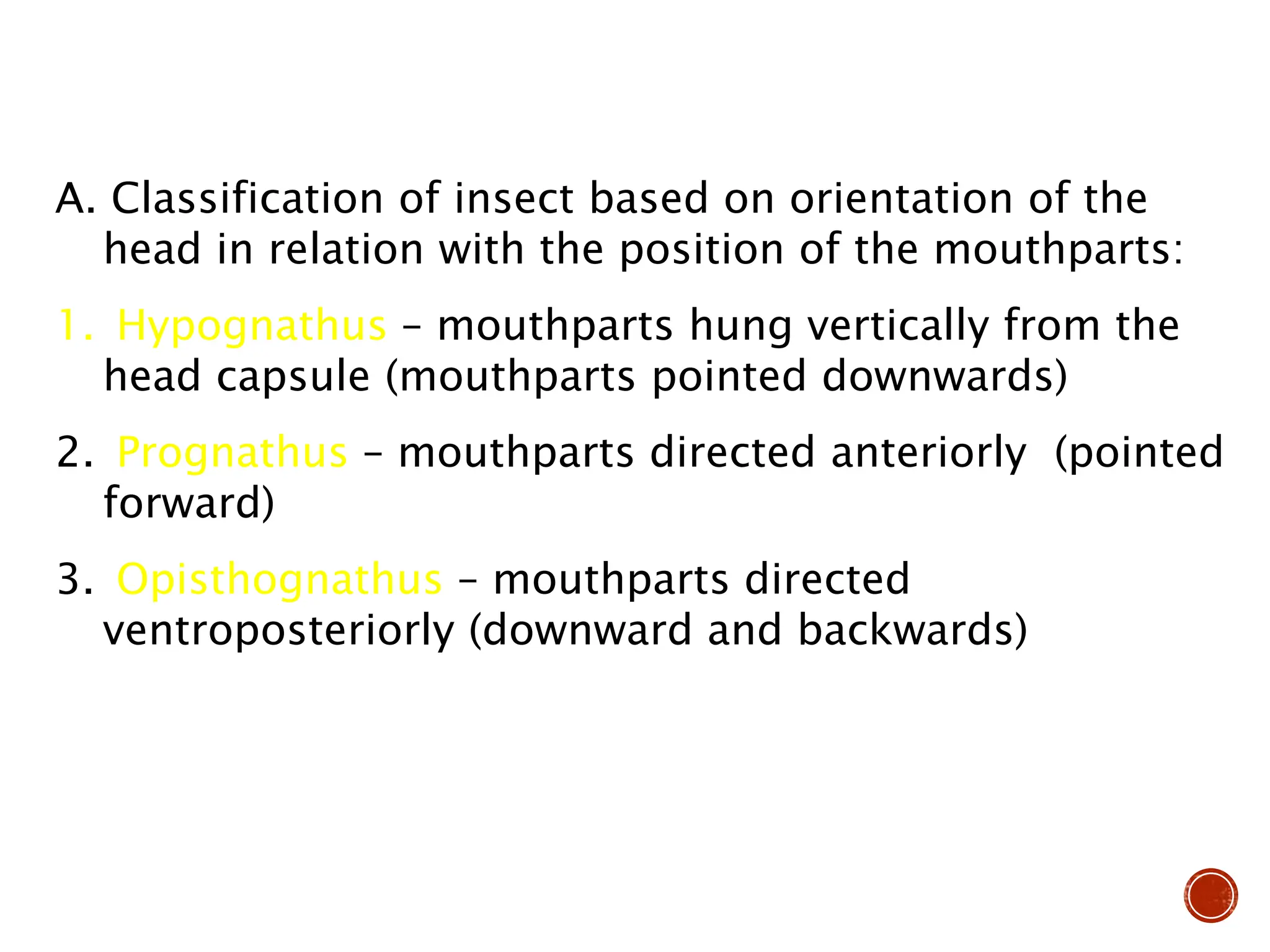 A. Classification of insect based on orientation of the
head in relation with the position of the mouthparts:
1. Hypognathus – mouthparts hung vertically from the
head capsule (mouthparts pointed downwards)
2. Prognathus – mouthparts directed anteriorly (pointed
forward)
3. Opisthognathus – mouthparts directed
ventroposteriorly (downward and backwards)
 
