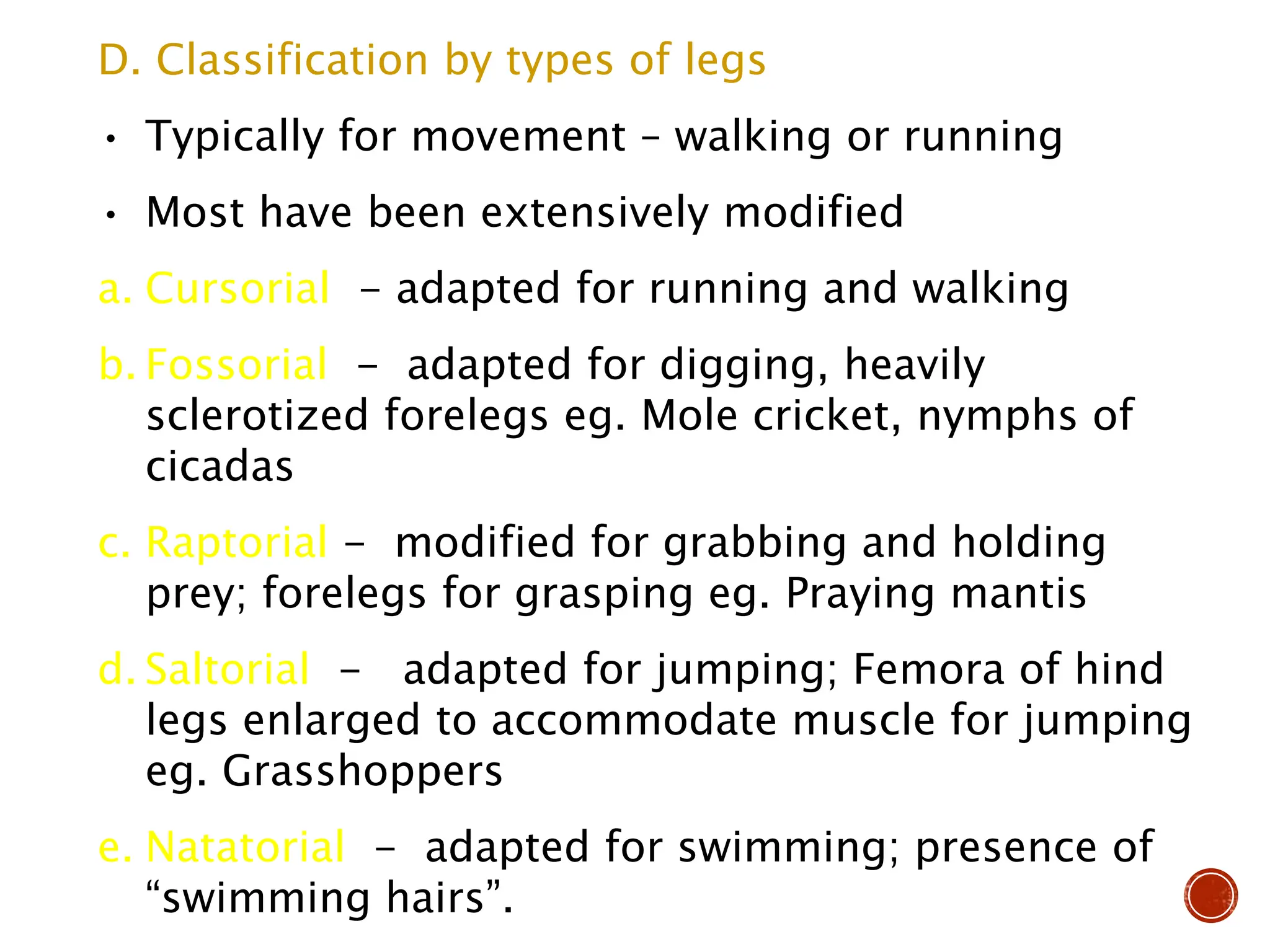 D. Classification by types of legs
• Typically for movement – walking or running
• Most have been extensively modified
a. Cursorial - adapted for running and walking
b. Fossorial - adapted for digging, heavily
sclerotized forelegs eg. Mole cricket, nymphs of
cicadas
c. Raptorial - modified for grabbing and holding
prey; forelegs for grasping eg. Praying mantis
d. Saltorial - adapted for jumping; Femora of hind
legs enlarged to accommodate muscle for jumping
eg. Grasshoppers
e. Natatorial - adapted for swimming; presence of
“swimming hairs”.
 
