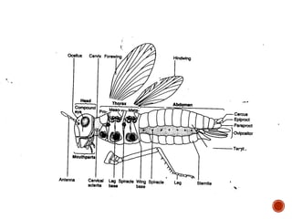 Chapter 1: introduction to plant entomology | PPT