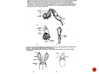 Chapter 1: introduction to plant entomology | PPT