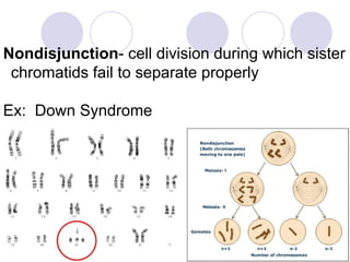 Complex Inheritance and Human Heredity Nondisjunction - cell division during which sister chromatids fail to separate properly Ex:  Down Syndrome  