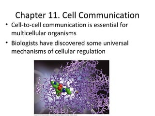 Chapter 11. Cell Communication
• Cell-to-cell communication is essential for
multicellular organisms
• Biologists have discovered some universal
mechanisms of cellular regulation
 