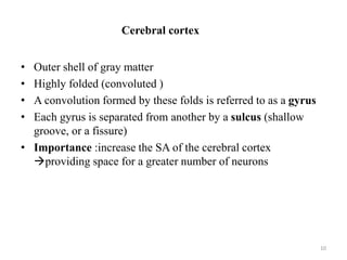 Chapter 11- CNS-1.pptx