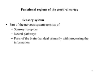 Comprehensive Overview of the Central Nervous System Structure and ...