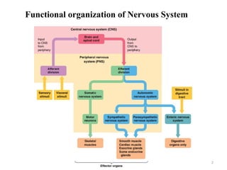 Comprehensive Overview of the Central Nervous System Structure and ...
