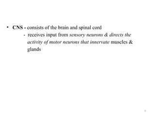 Comprehensive Overview of the Central Nervous System Structure and ...