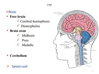Comprehensive Overview of the Central Nervous System Structure and ...