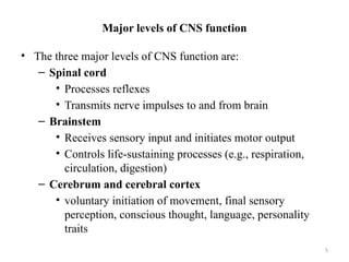 Comprehensive Overview of the Central Nervous System Structure and ...