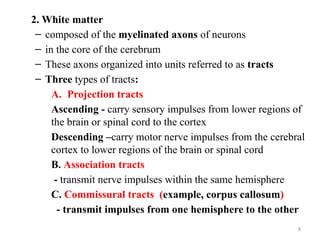 Projection Tract Comprehensive Overview of the Central Nervous System Structure and ...