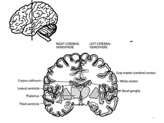Comprehensive Overview of the Central Nervous System Structure and ...