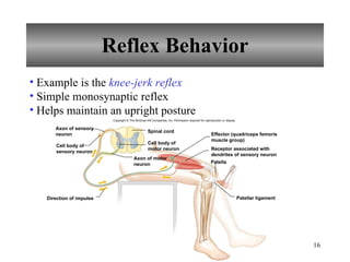 Reflex Behavior Examples Chapter 11 Nervous System II- Divisions of the Nervous System | PPT