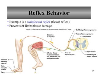 Reflex Behavior Examples Chapter 11 Nervous System II- Divisions of the Nervous System | PPT