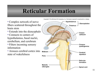 Brain Reticulum Chapter 11 Nervous System II- Divisions of the Nervous System | PPT