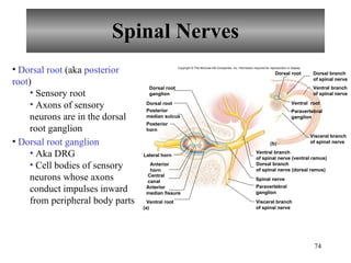 Sensorial Roots Chapter 11 Nervous System II- Divisions of the Nervous System | PPT