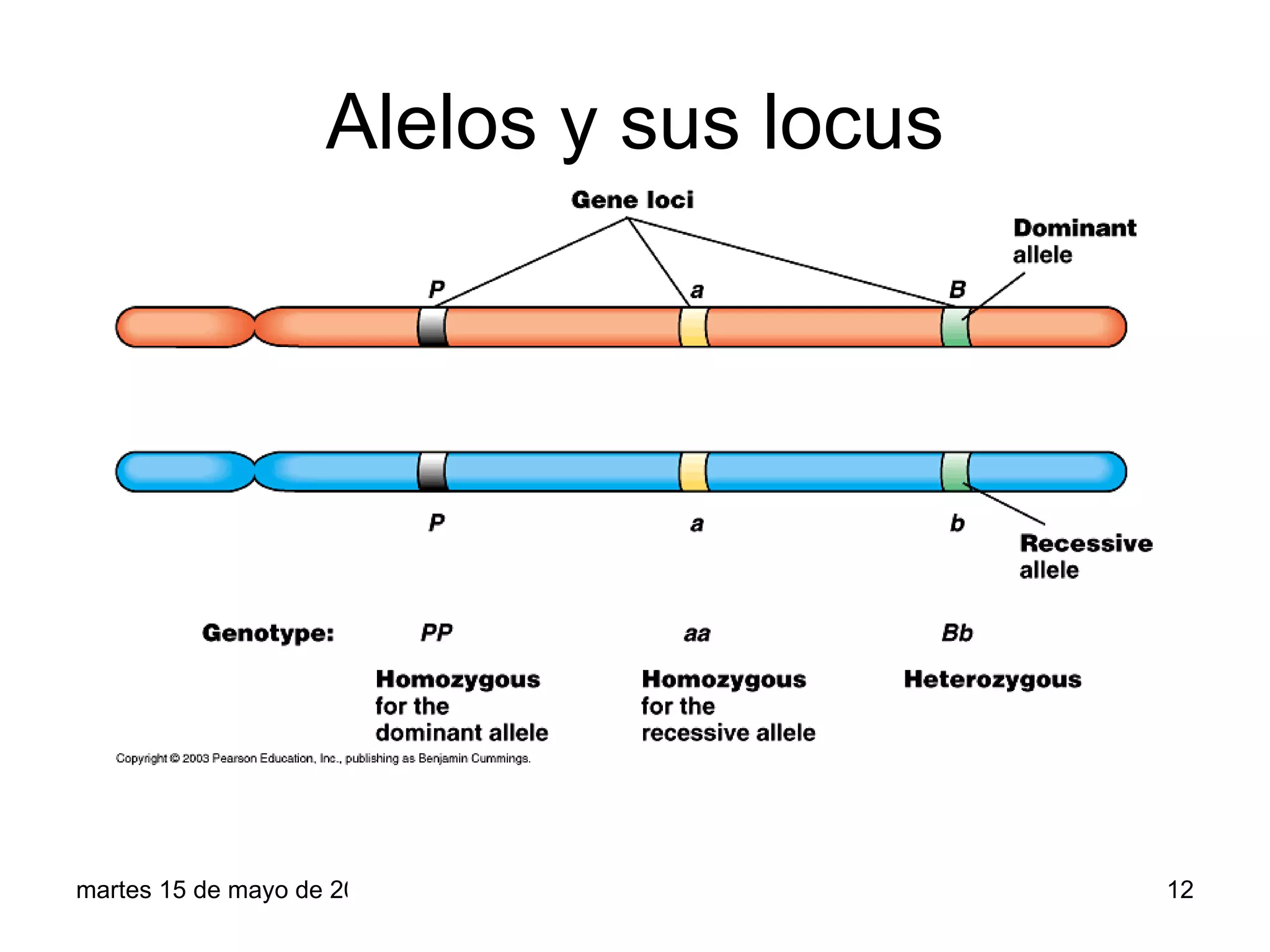 Alelos y sus locus




martes 15 de mayo de 2012                12
 