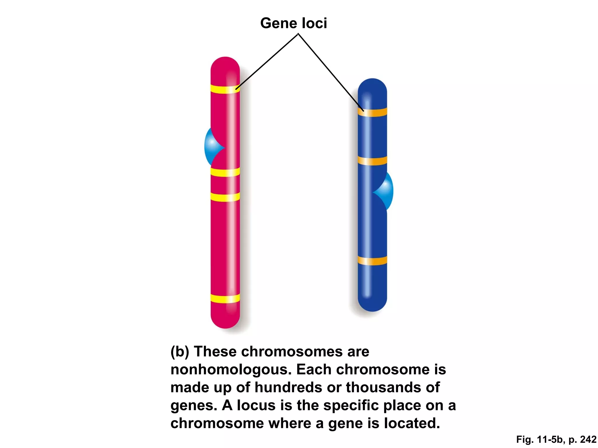 Gene loci




(b) These chromosomes are
nonhomologous. Each chromosome is
made up of hundreds or thousands of
genes. A locus is the specific place on a
chromosome where a gene is located.
                                            Fig. 11-5b, p. 242
 