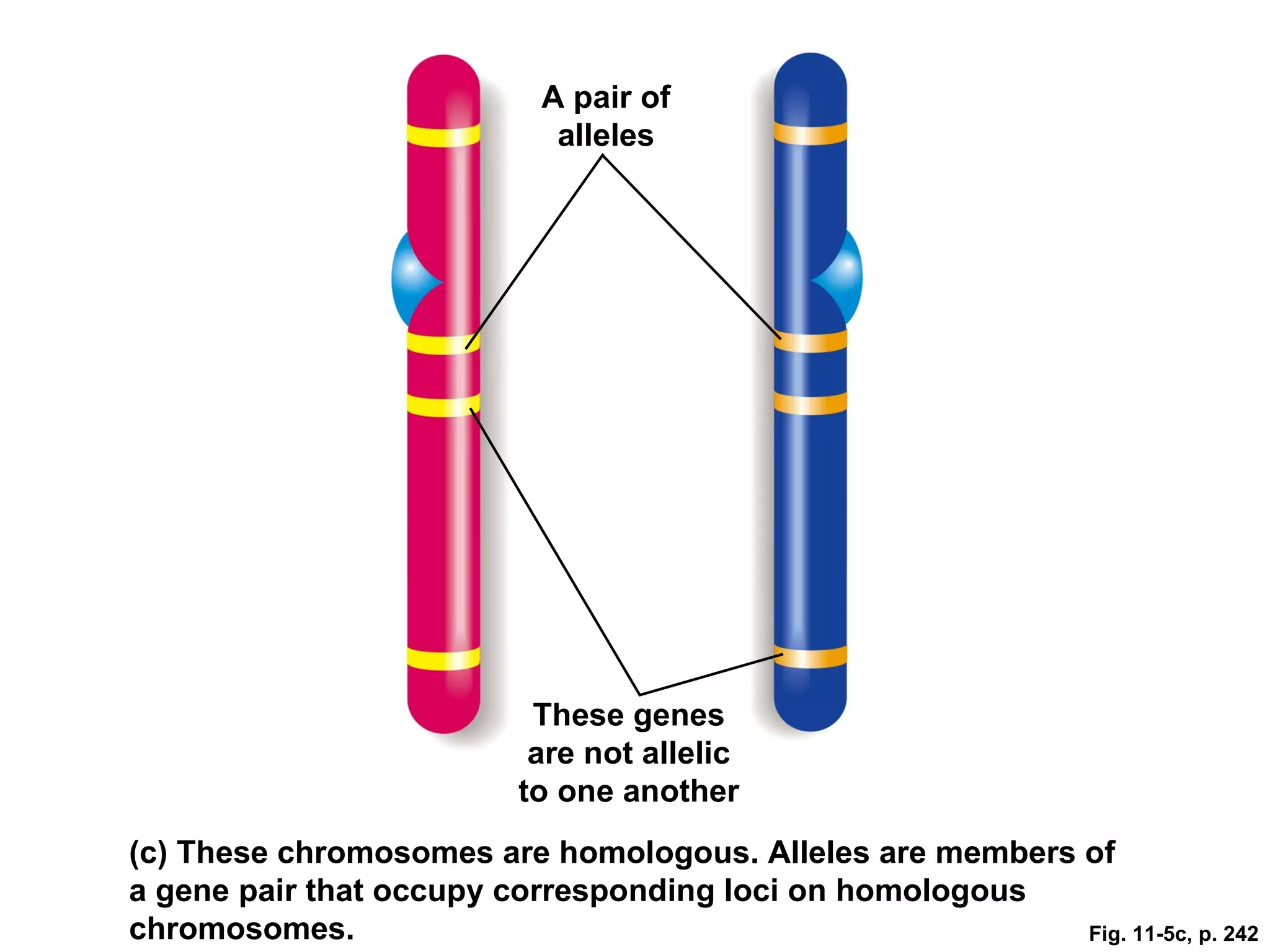 A pair of
                            alleles




                           These genes
                           are not allelic
                          to one another
(c) These chromosomes are homologous. Alleles are members of
a gene pair that occupy corresponding loci on homologous
chromosomes.                                              Fig. 11-5c, p. 242
 
