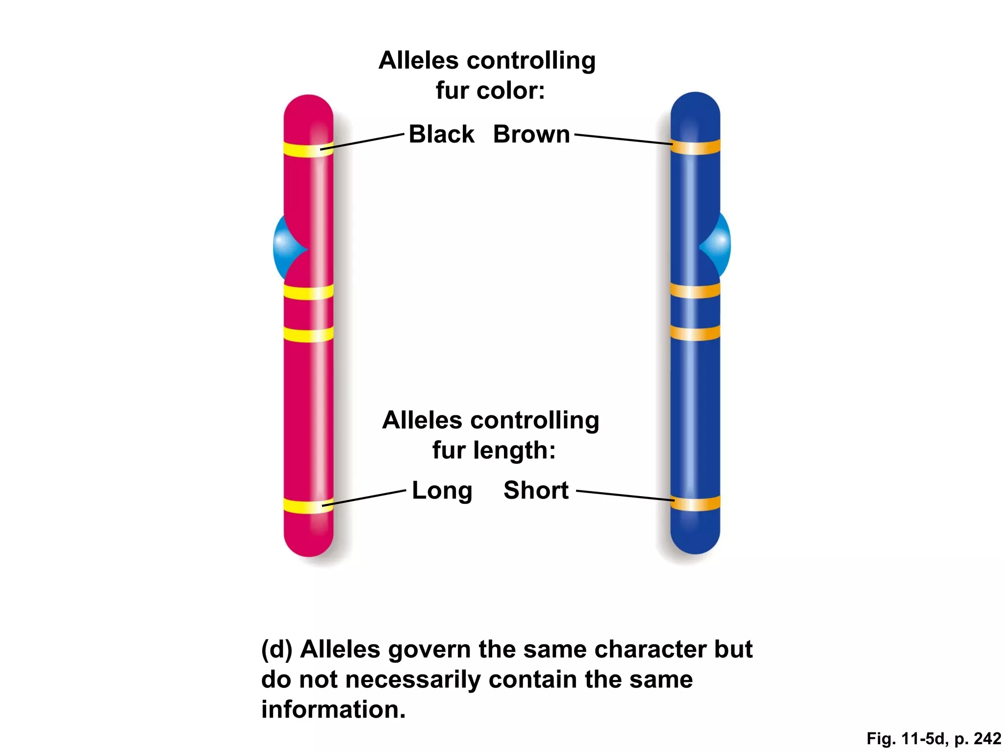 Alleles controlling
              fur color:
            Black Brown




          Alleles controlling
               fur length:
            Long    Short




(d) Alleles govern the same character but
do not necessarily contain the same
information.
                                            Fig. 11-5d, p. 242
 