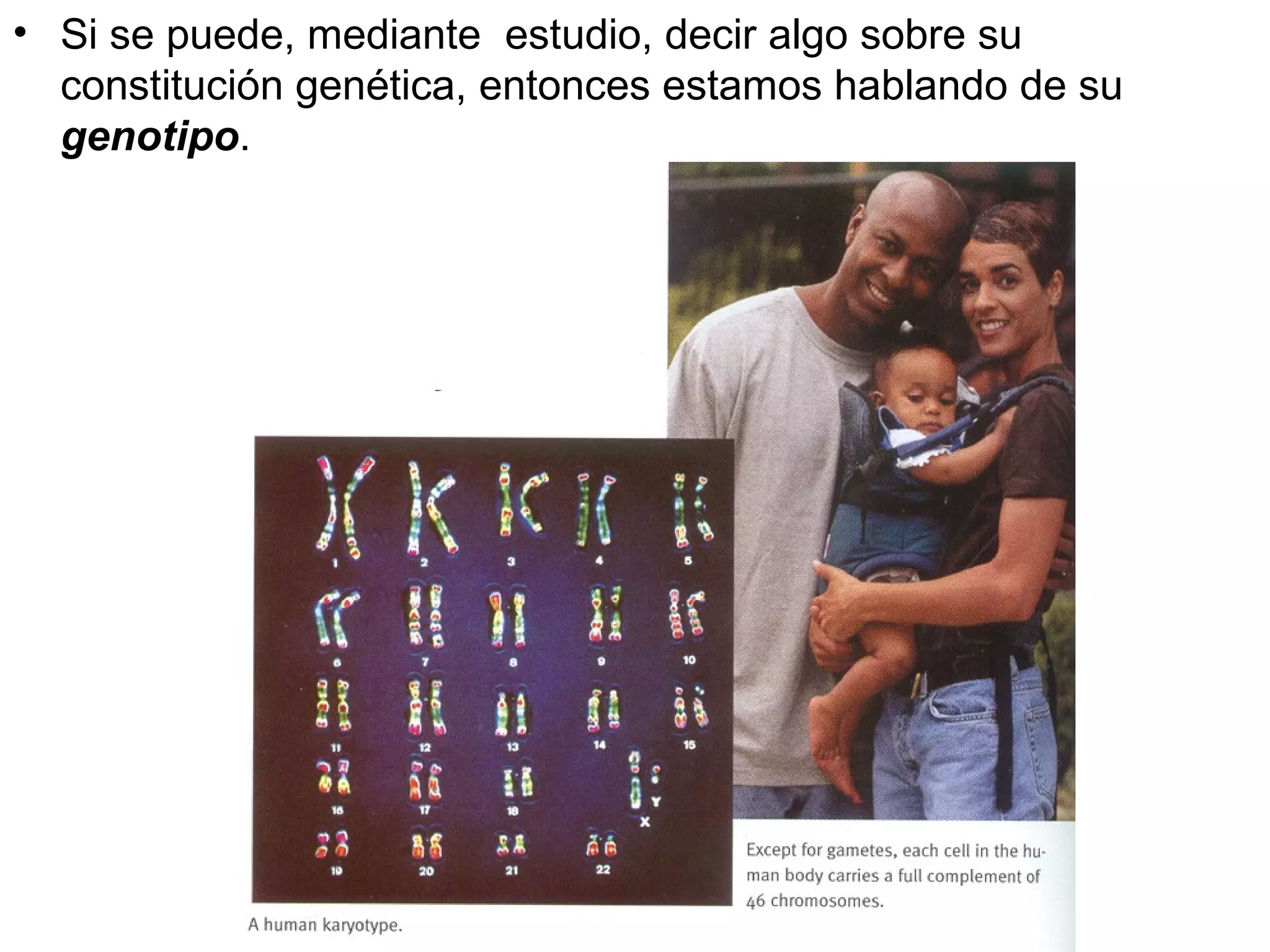 • Si se puede, mediante estudio, decir algo sobre su
  constitución genética, entonces estamos hablando de su
  genotipo.
 