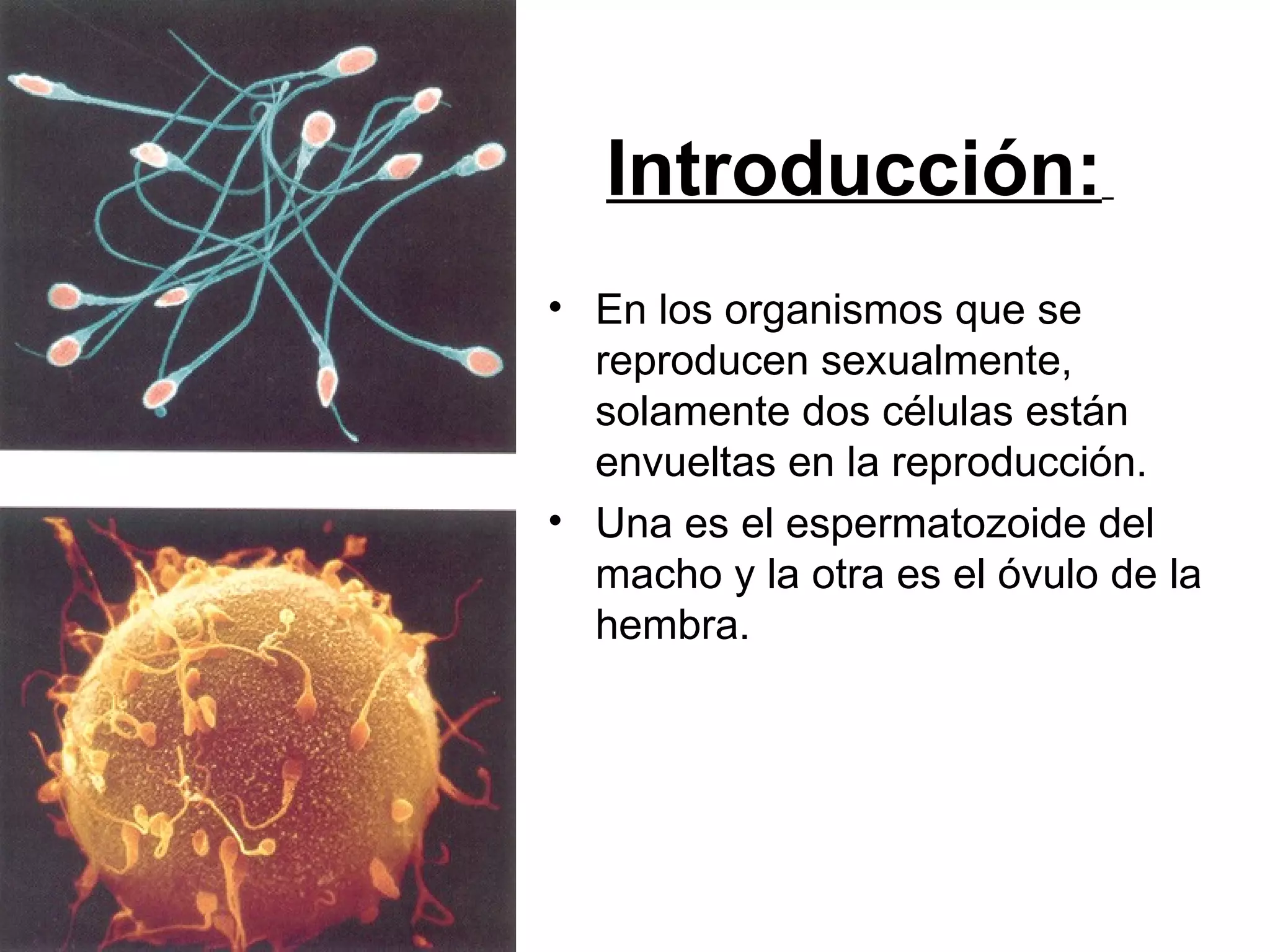 Introducción:
• En los organismos que se
  reproducen sexualmente,
  solamente dos células están
  envueltas en la reproducción.
• Una es el espermatozoide del
  macho y la otra es el óvulo de la
  hembra.
 