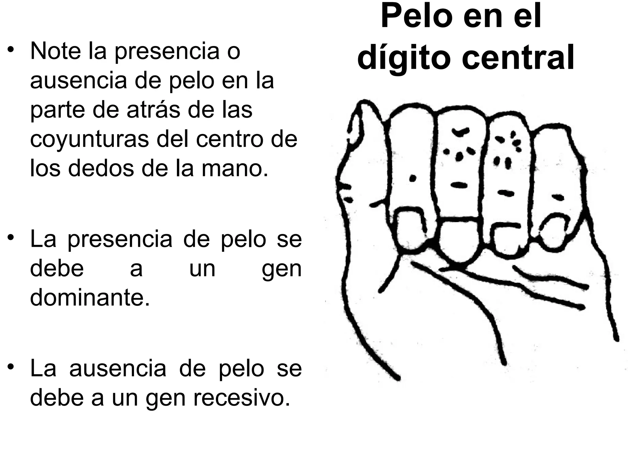 Pelo en el
• Note la presencia o        dígito central
  ausencia de pelo en la
  parte de atrás de las
  coyunturas del centro de
  los dedos de la mano.

• La presencia de pelo se
  debe    a    un     gen
  dominante.

• La ausencia de pelo se
  debe a un gen recesivo.
 