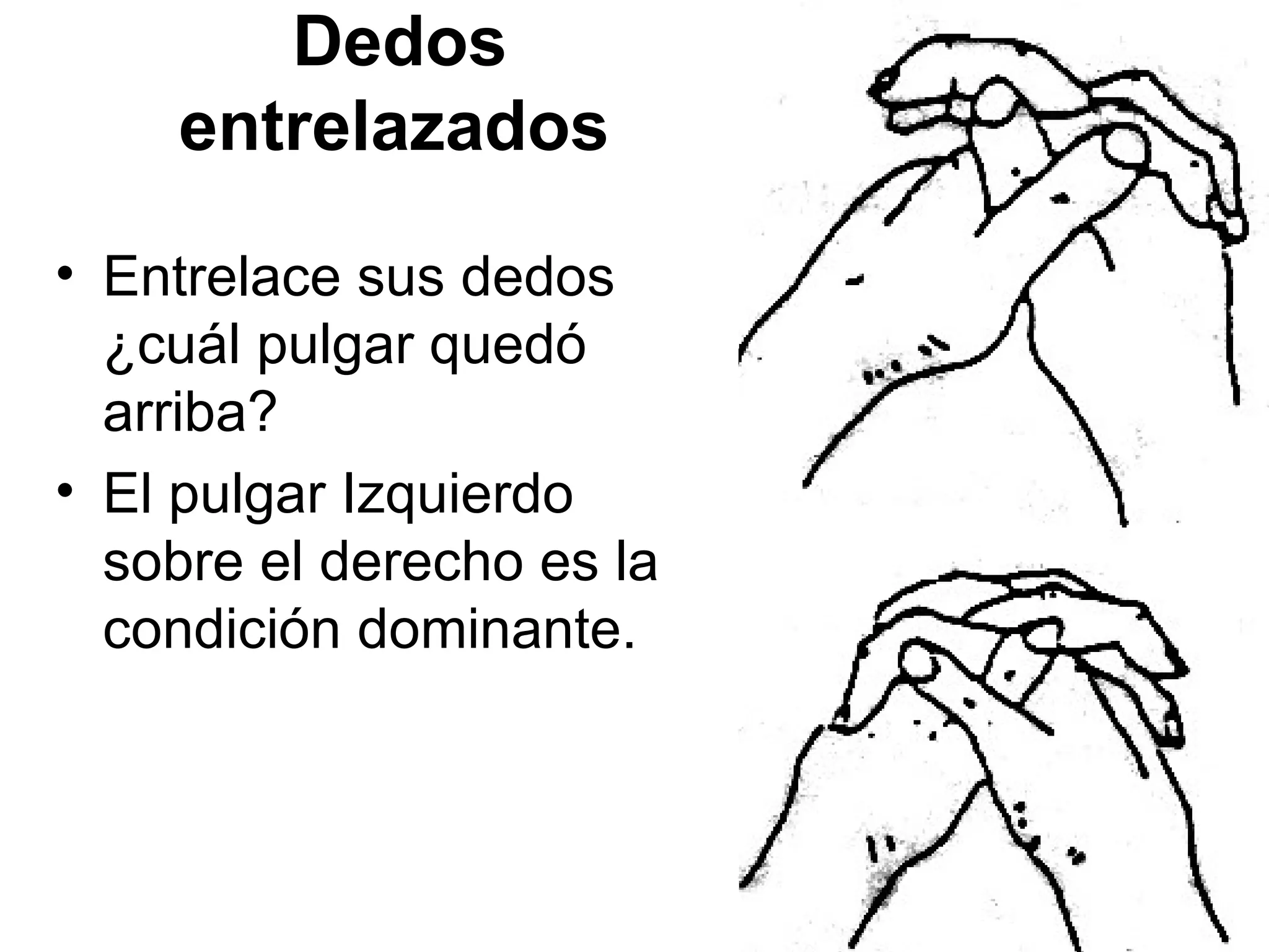 Dedos
    entrelazados

• Entrelace sus dedos
  ¿cuál pulgar quedó
  arriba?
• El pulgar Izquierdo
  sobre el derecho es la
  condición dominante.
 