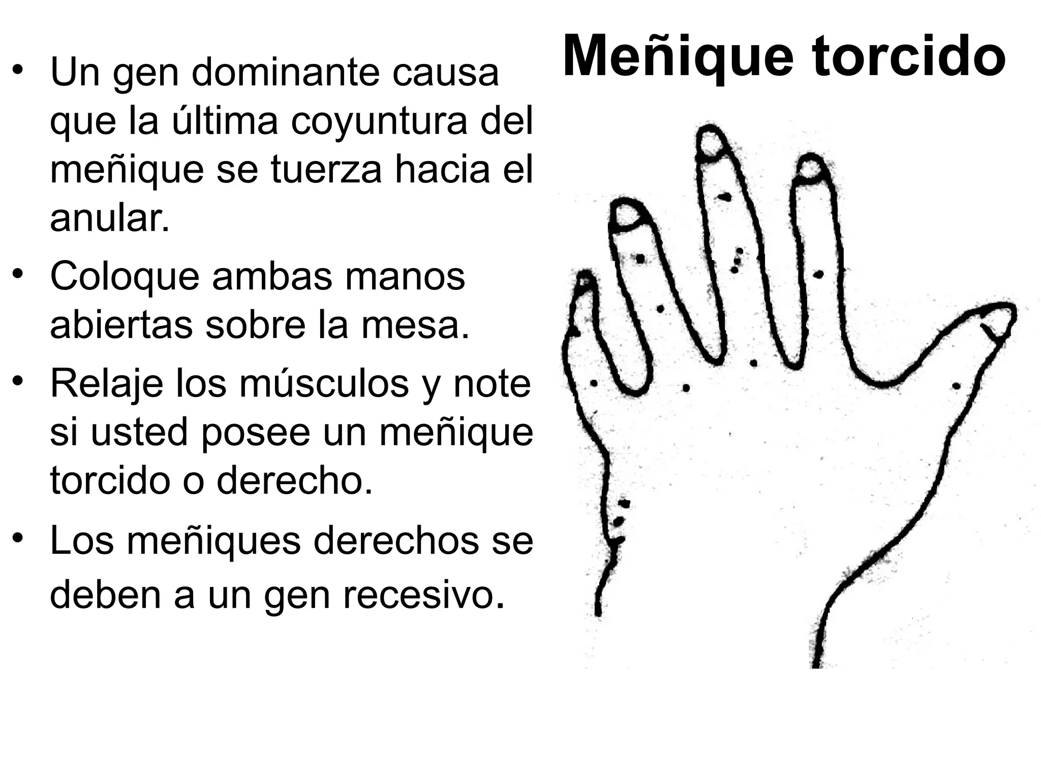 • Un gen dominante causa        Meñique torcido
  que la última coyuntura del
  meñique se tuerza hacia el
  anular.
• Coloque ambas manos
  abiertas sobre la mesa.
• Relaje los músculos y note
  si usted posee un meñique
  torcido o derecho.
• Los meñiques derechos se
  deben a un gen recesivo.
 