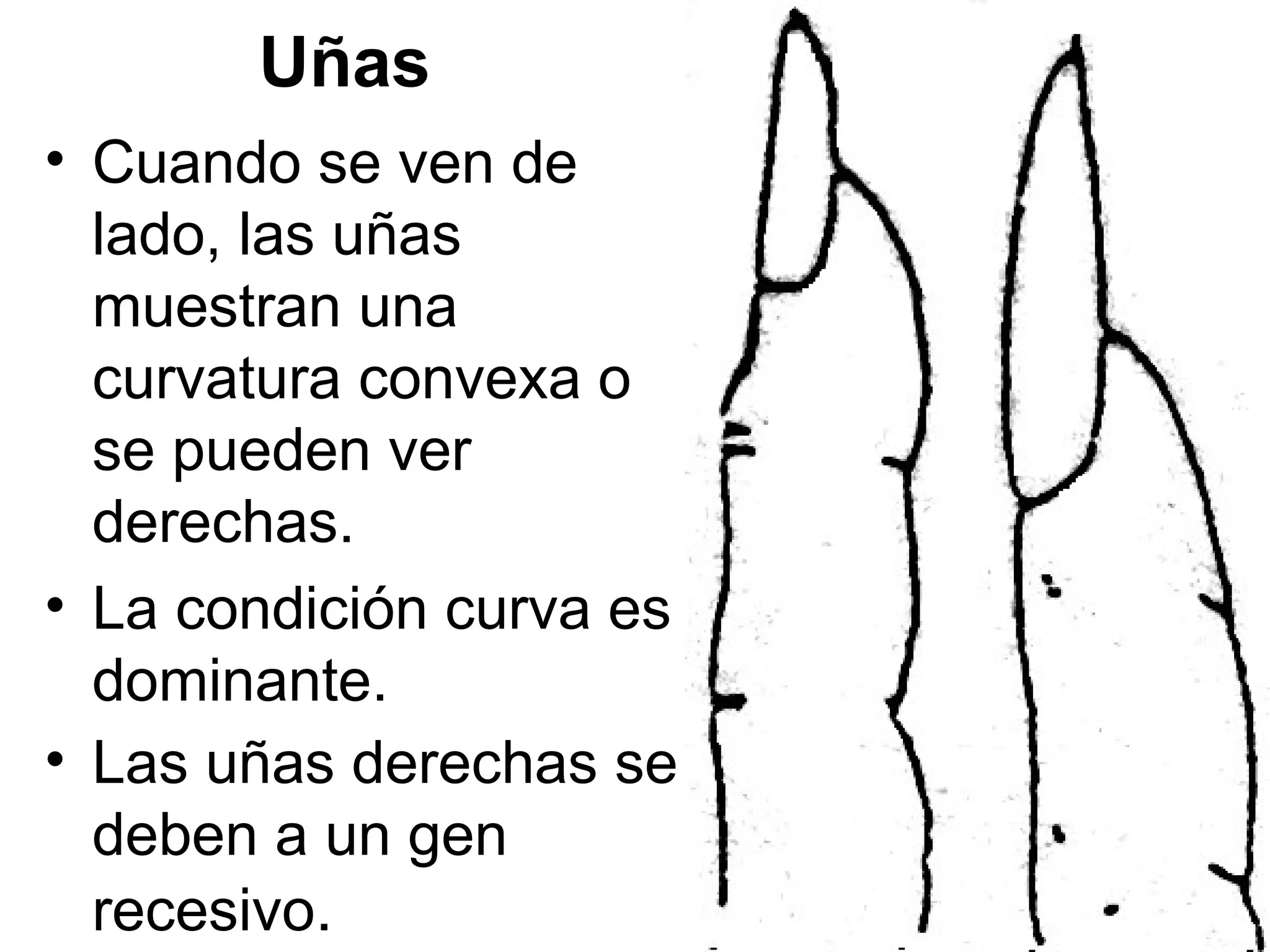 Uñas
• Cuando se ven de
  lado, las uñas
  muestran una
  curvatura convexa o
  se pueden ver
  derechas.
• La condición curva es
  dominante.
• Las uñas derechas se
  deben a un gen
  recesivo.
 