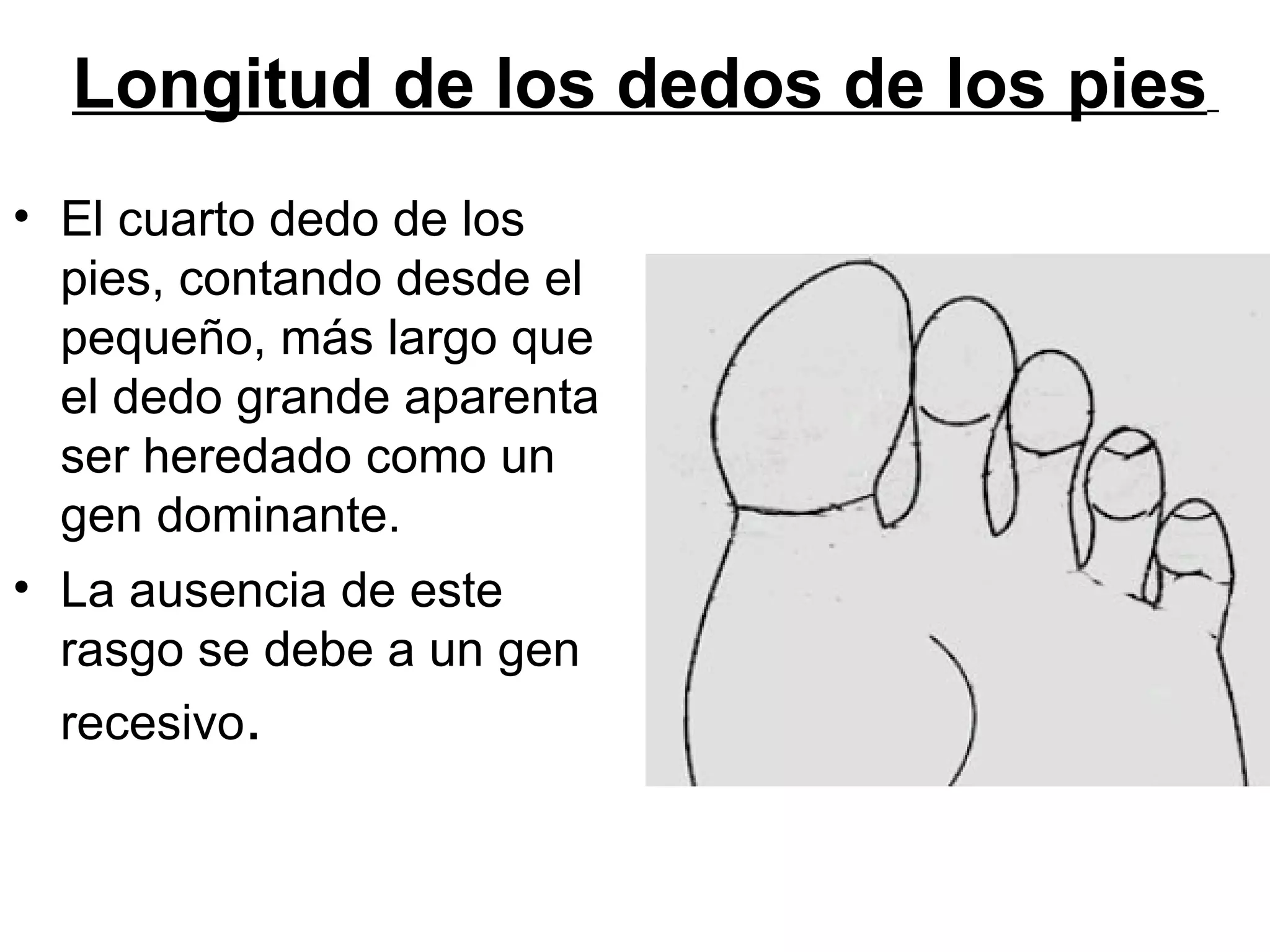 Longitud de los dedos de los pies
• El cuarto dedo de los
  pies, contando desde el
  pequeño, más largo que
  el dedo grande aparenta
  ser heredado como un
  gen dominante.
• La ausencia de este
  rasgo se debe a un gen
  recesivo.
 