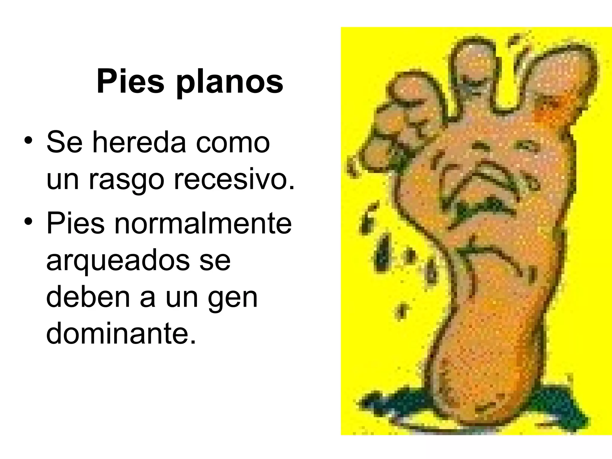 Pies planos
• Se hereda como
  un rasgo recesivo.
• Pies normalmente
  arqueados se
  deben a un gen
  dominante.
 