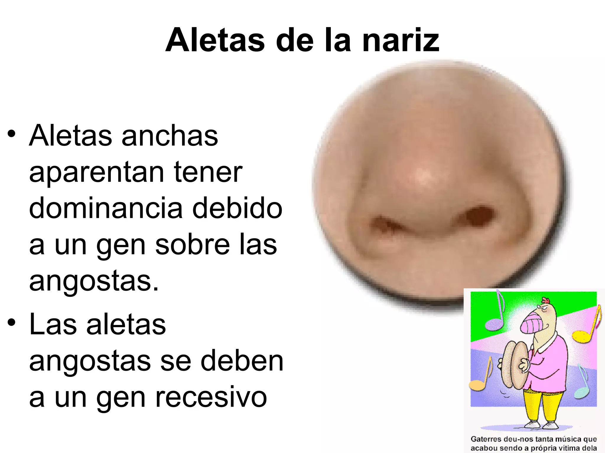 Aletas de la nariz

• Aletas anchas
  aparentan tener
  dominancia debido
  a un gen sobre las
  angostas.
• Las aletas
  angostas se deben
  a un gen recesivo
 