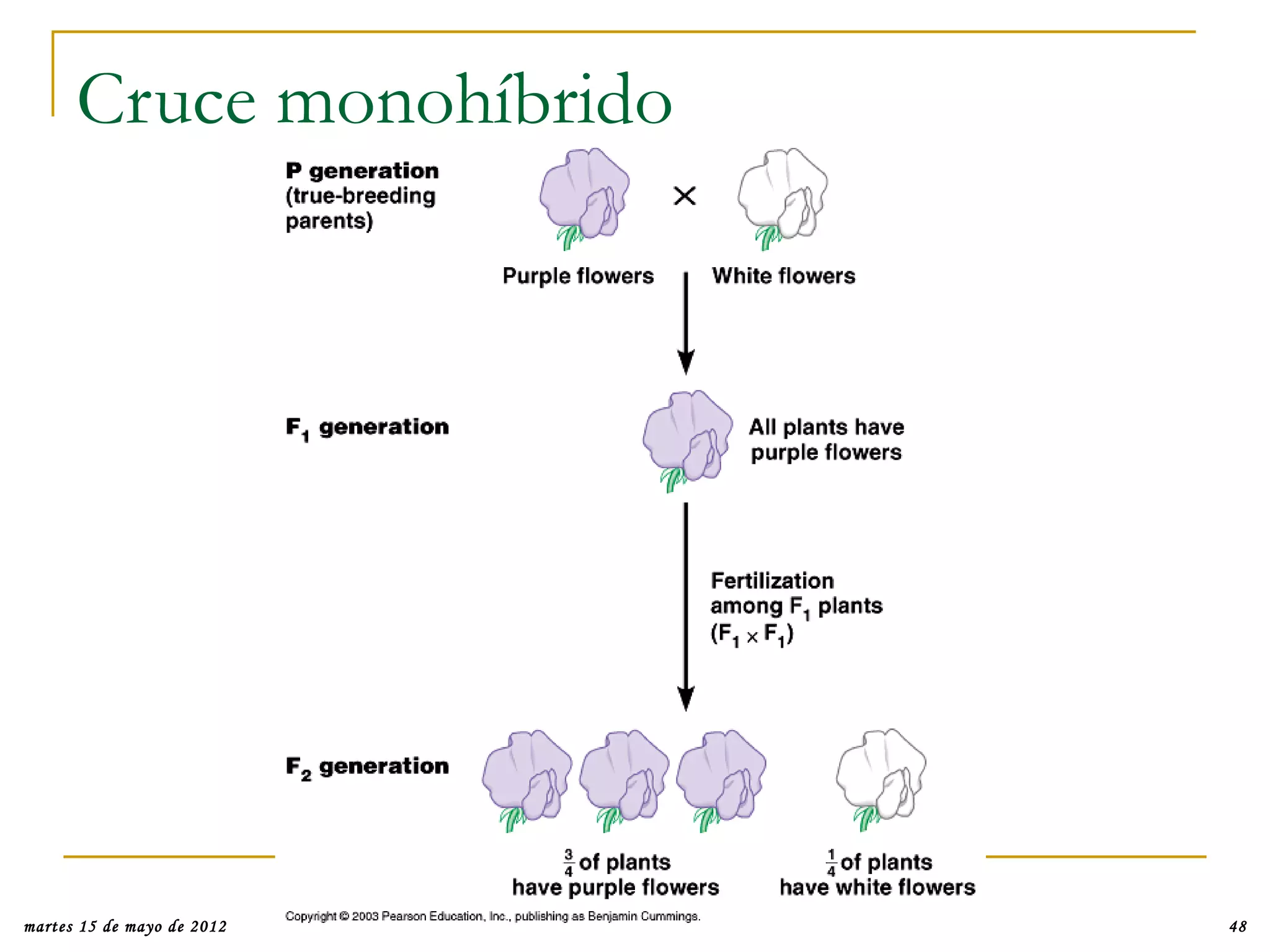 Cruce monohíbrido




martes 15 de mayo de 2012   48
 