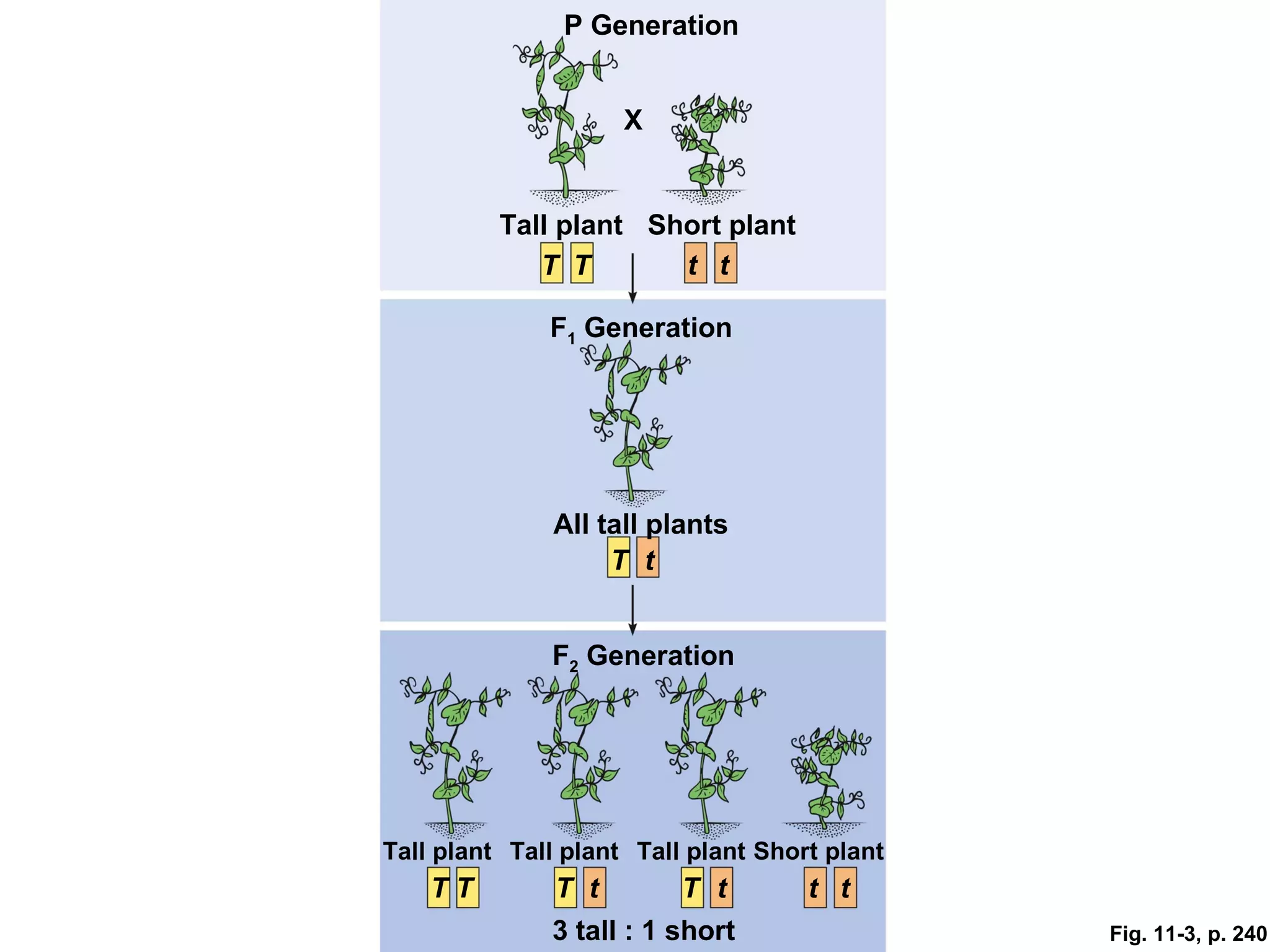 P Generation


                     X


          Tall plant Short plant
             T T       t t

              F1 Generation




              All tall plants
                   T t


              F2 Generation




Tall plant Tall plant Tall plant Short plant
    TT         T t        T t        t t
              3 tall : 1 short                 Fig. 11-3, p. 240
 