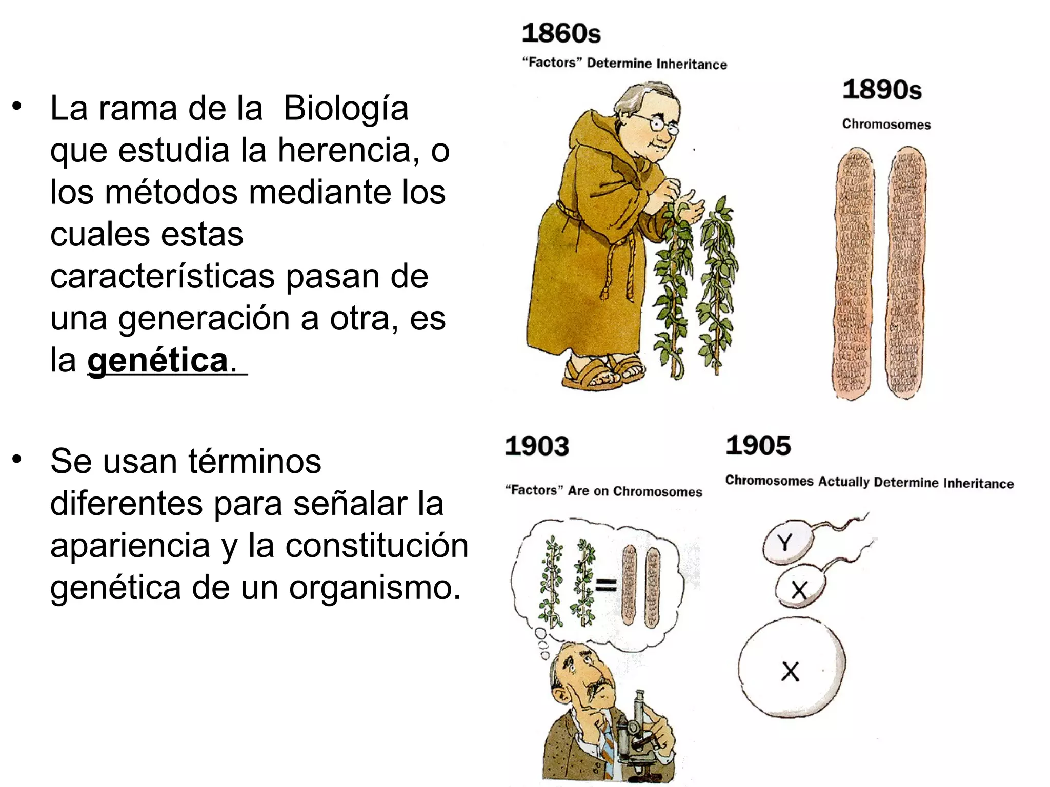 • La rama de la Biología
  que estudia la herencia, o
  los métodos mediante los
  cuales estas
  características pasan de
  una generación a otra, es
  la genética.

• Se usan términos
  diferentes para señalar la
  apariencia y la constitución
  genética de un organismo.
 