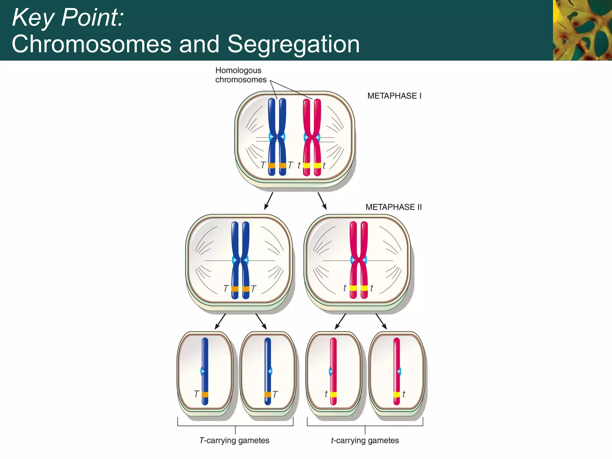 Key Point:
Chromosomes and Segregation
 