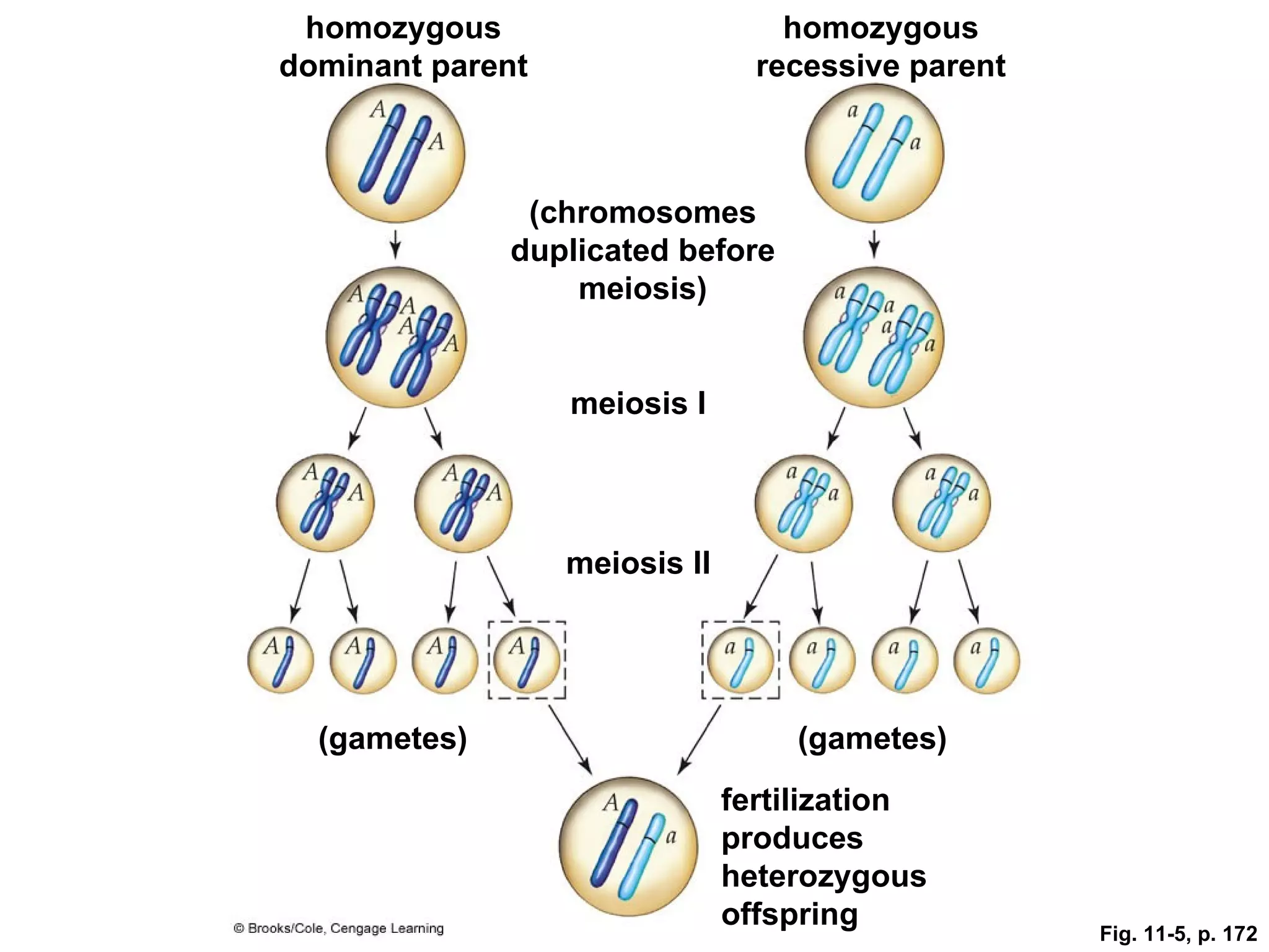 homozygous                        homozygous
dominant parent                  recessive parent



               (chromosomes
              duplicated before
                  meiosis)


                  meiosis I




                  meiosis II




  (gametes)                        (gametes)
                               fertilization
                               produces
                               heterozygous
                               offspring
                                                    Fig. 11-5, p. 172
 