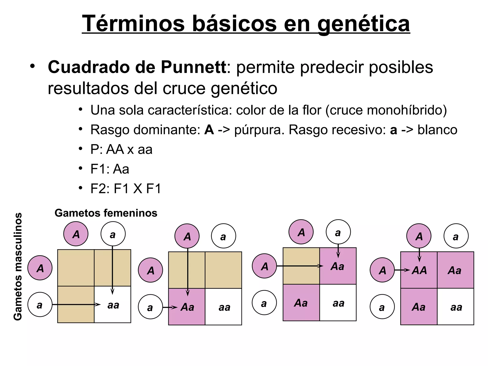 Términos básicos en genética
                     • Cuadrado de Punnett: permite predecir posibles
                       resultados del cruce genético
                            •   Una sola característica: color de la flor (cruce monohíbrido)
                            •   Rasgo dominante: A -> púrpura. Rasgo recesivo: a -> blanco
                            •   P: AA x aa
                            •   F1: Aa
                            •   F2: F1 X F1
                         Gametos femeninos
Gametos masculinos




                           A       a           A     a            A     a            A      a

                     A                   A                  A          Aa      A     AA    Aa


                     a            aa     a    Aa     aa     a    Aa     aa     a     Aa    aa
 